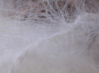 Superkid Mohair