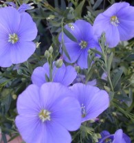 Flax Plant