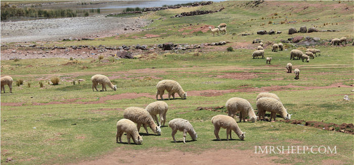 ALPACAS on the farm near Arequipa, Peru, Irene and Mr.Sheep
