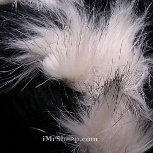 KATIA EVITA MERINO [70% Virgin Merino Wool, 30% Synthetic Fur], Wool-Faux Fur Mix, col 41 Black with Vanilla Cream Fur